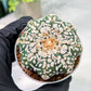 Custom Order- We’ll send you the exact live plant pictured (T4) (p2) | USA Plant Seller | 3" Pot