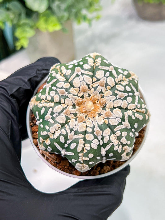 Custom Order- We’ll send you the exact live plant pictured (T4) (p2) | USA Plant Seller | 3" Pot