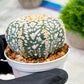 Custom Order- We’ll send you the exact live plant pictured (T4) (p4) | Vegas Plant Shop | 3" Pot
