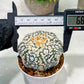 Custom Order- We’ll send you the exact live plant pictured (T4) (p4) | Vegas Plant Shop | 3" Pot
