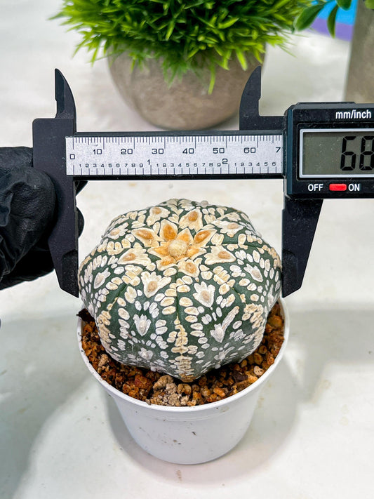 Custom Order- We’ll send you the exact live plant pictured (T4) (p4) | Vegas Plant Shop | 3" Pot