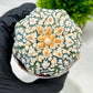 Custom Order- We’ll send you the exact live plant pictured (T4) (p4) | Vegas Plant Shop | 3" Pot