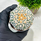 Custom Order- We’ll send you the exact live plant pictured (T4) (p4) | Vegas Plant Shop | 3" Pot