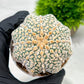 Custom Order- We’ll send you the exact live plant pictured (T4) (p5) | USA Plant SHOP | 3" Pot