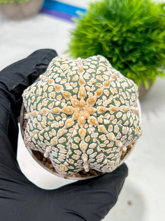 Custom Order- We’ll send you the exact live plant pictured (T4) (p5) | USA Plant SHOP | 3" Pot