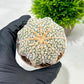 Custom Order- We’ll send you the exact live plant pictured (T4) (p5) | USA Plant SHOP | 3" Pot