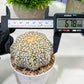 Custom Order- We’ll send you the exact live plant pictured (T4) (p5) | USA Plant SHOP | 3" Pot