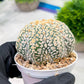 Custom Order- We’ll send you the exact live plant pictured (T4) (p5) | USA Plant SHOP | 3" Pot