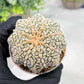 Custom Order- We’ll send you the exact live plant pictured (T4) (p5) | USA Plant SHOP | 3" Pot
