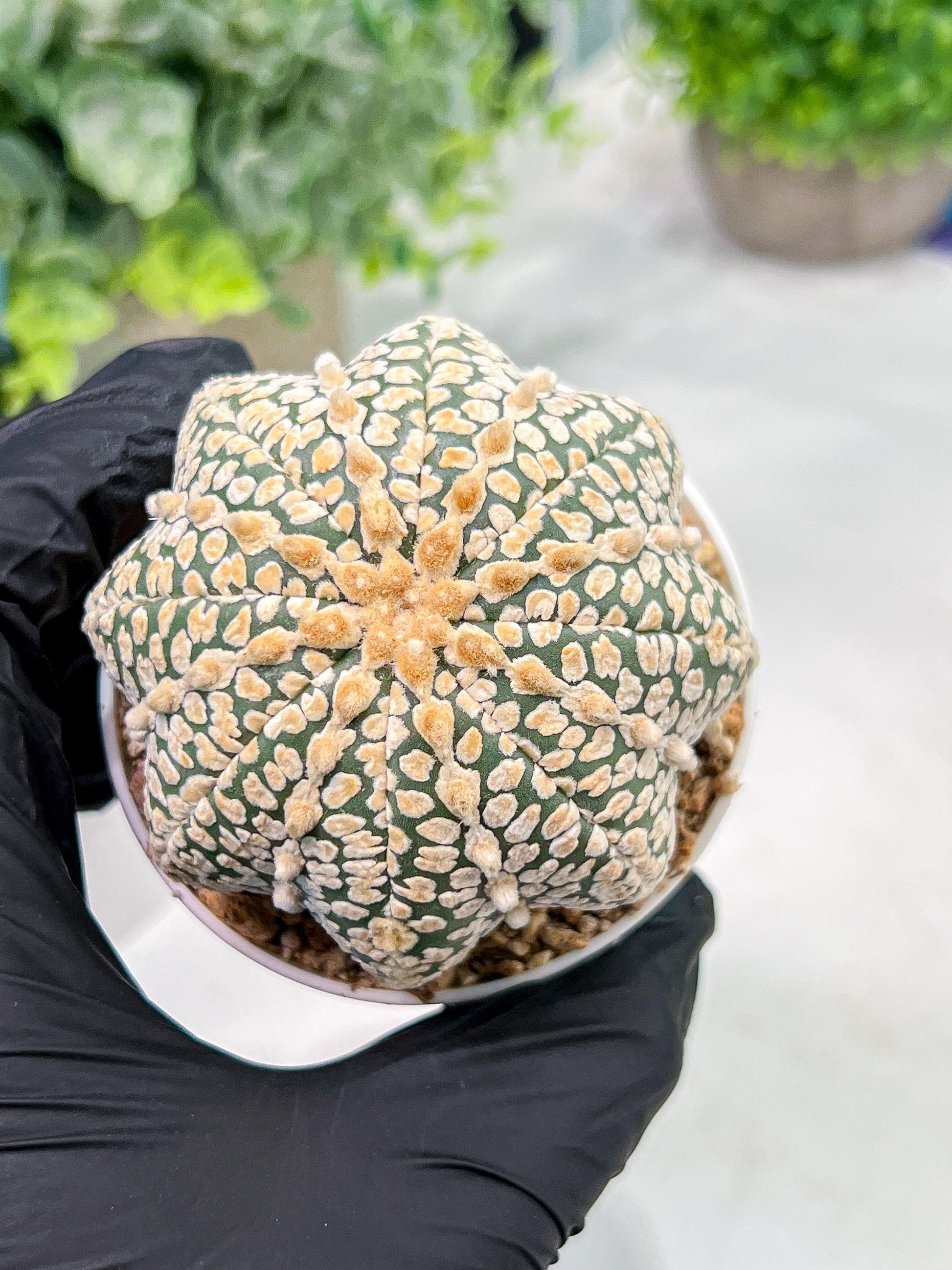 Custom Order- We’ll send you the exact live plant pictured (T4) (p5) | USA Plant SHOP | 3" Pot