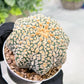 Custom Order- We’ll send you the exact live plant pictured (T4) (p5) | USA Plant SHOP | 3" Pot