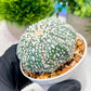 Custom Order- We’ll send you the exact live plant pictured (T4) (p6) | Ship from USA | 3" Pot