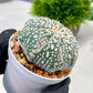 Custom Order- We’ll send you the exact live plant pictured (T4) (p6) | Ship from USA | 3" Pot