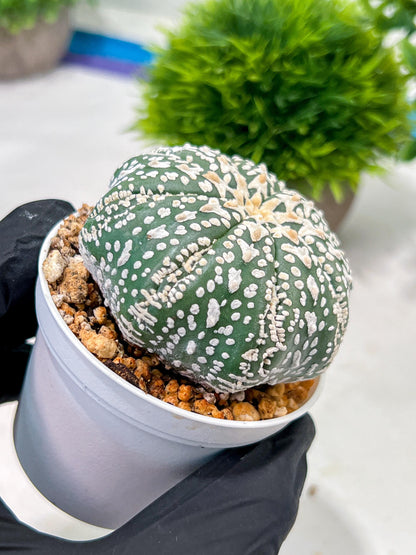 Custom Order- We’ll send you the exact live plant pictured (T4) (p6) | Ship from USA | 3" Pot