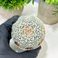 Custom Order- We’ll send you the exact live plant pictured (T4) (p7) | Las Vegas Seller | 3" Pot