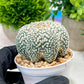 Custom Order- We’ll send you the exact live plant pictured (T4) (p7) | Las Vegas Seller | 3" Pot