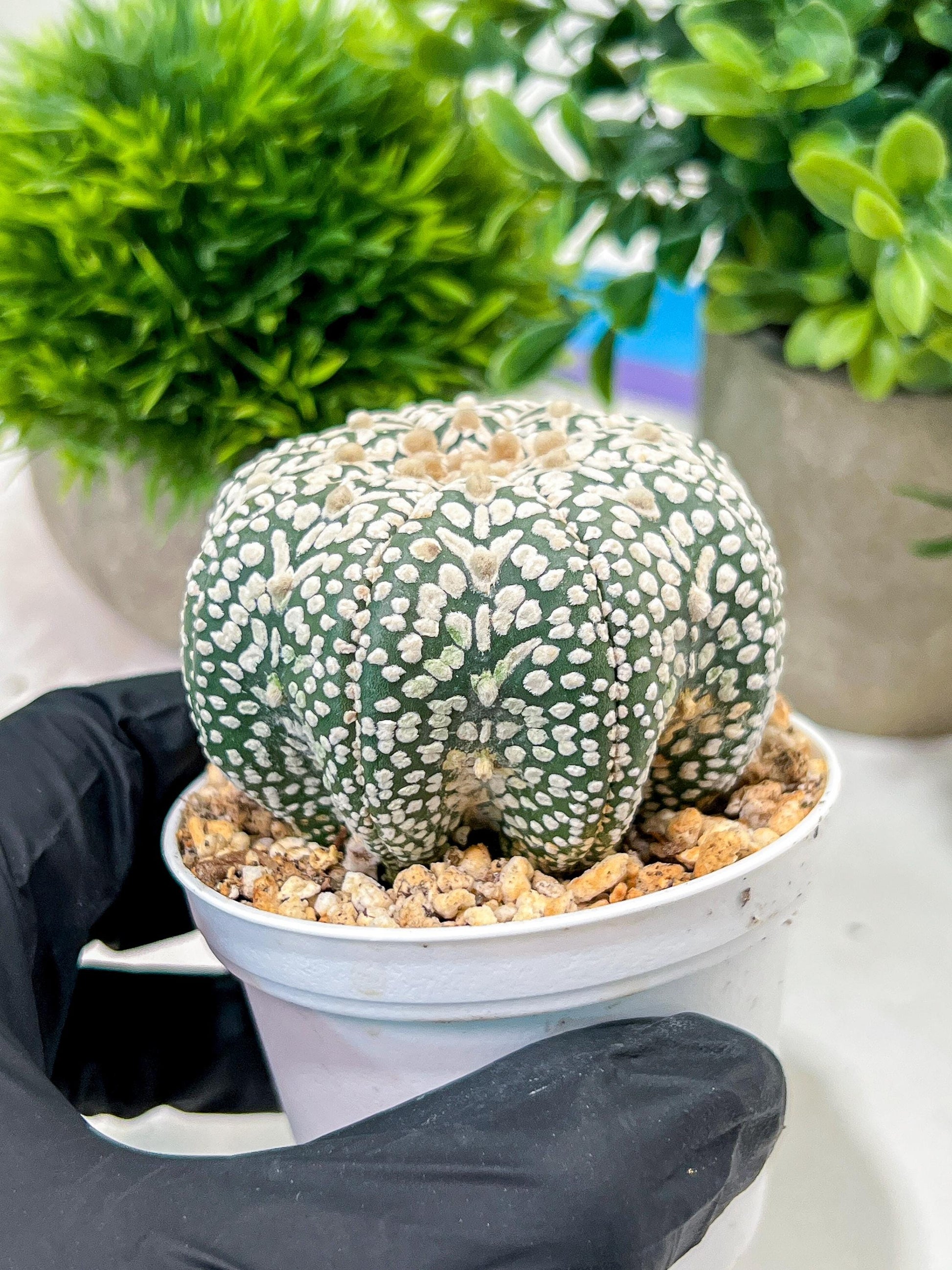 Custom Order- We’ll send you the exact live plant pictured (T4) (p7) | Las Vegas Seller | 3" Pot