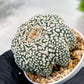 Custom Order- We’ll send you the exact live plant pictured (T4) (p7) | Las Vegas Seller | 3" Pot