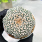 Custom Order- We’ll send you the exact live plant pictured (T4) (p7) | Las Vegas Seller | 3" Pot