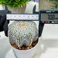 Custom Order- We’ll send you the exact live plant pictured (T4) (y1) | NEVADA Plant Seller | 3" Pot