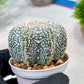 Custom Order- We’ll send you the exact live plant pictured (T4) (y1) | NEVADA Plant Seller | 3" Pot