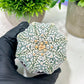 Custom Order- We’ll send you the exact live plant pictured (T4) (y1) | NEVADA Plant Seller | 3" Pot