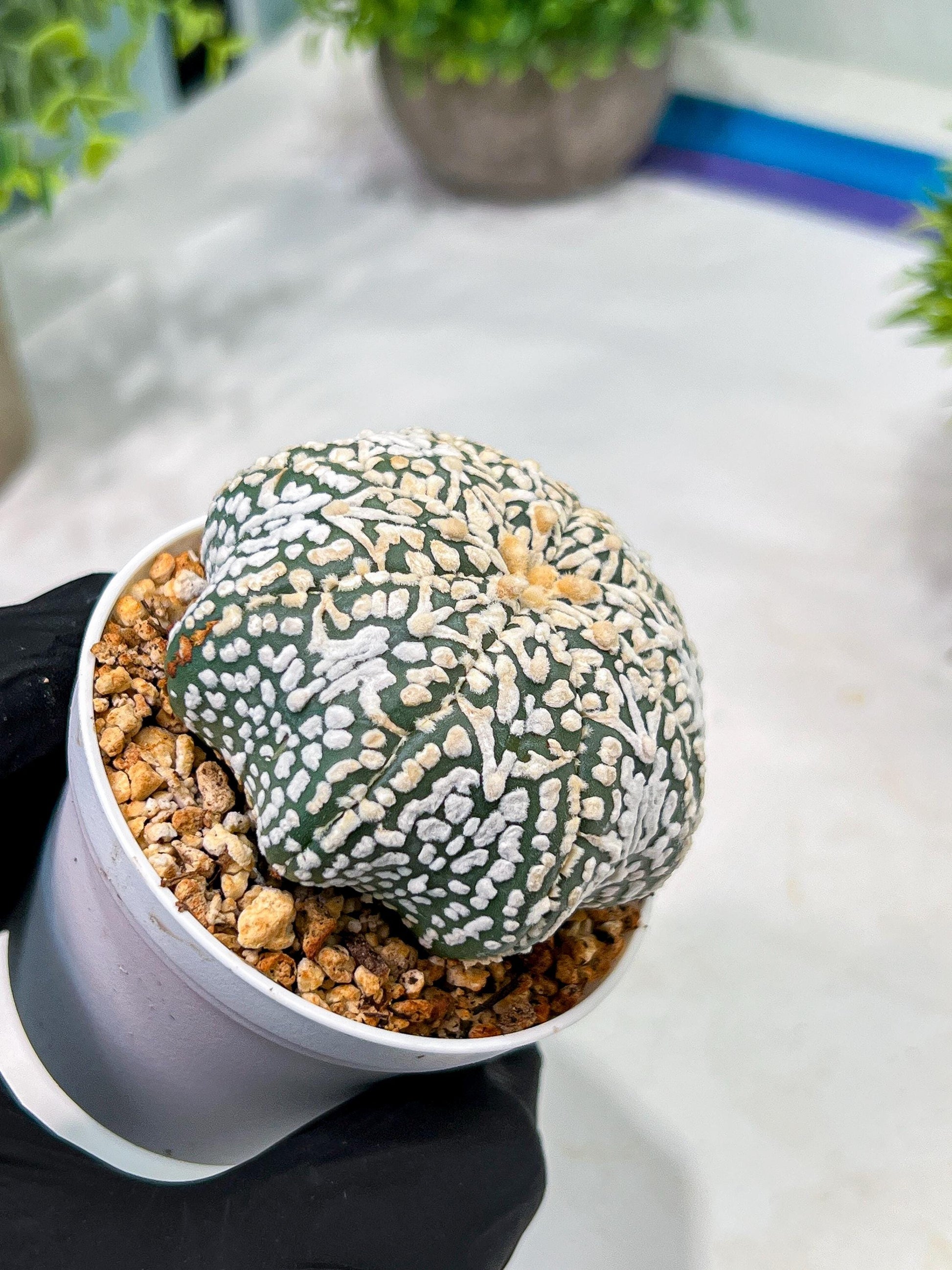 Custom Order- We’ll send you the exact live plant pictured (T4) (y2) | USA Plant Seller | 3" Pot