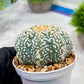 Custom Order- We’ll send you the exact live plant pictured (T4) (y3) | Las Vegas Plant Seller | 3" Pot