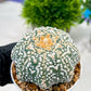 Custom Order- We’ll send you the exact live plant pictured (T4) (y3) | Las Vegas Plant Seller | 3" Pot
