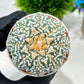 Custom Order- We’ll send you the exact live plant pictured (T4) (y3) | Las Vegas Plant Seller | 3" Pot