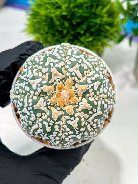 Custom Order- We’ll send you the exact live plant pictured (T4) (y3) | Las Vegas Plant Seller | 3" Pot