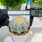 Custom Order- We’ll send you the exact live plant pictured (T4) (y3) | Las Vegas Plant Seller | 3" Pot