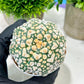 Custom Order- We’ll send you the exact live plant pictured (T4) (y4) | Vegas Plant Shop | 3" Pot