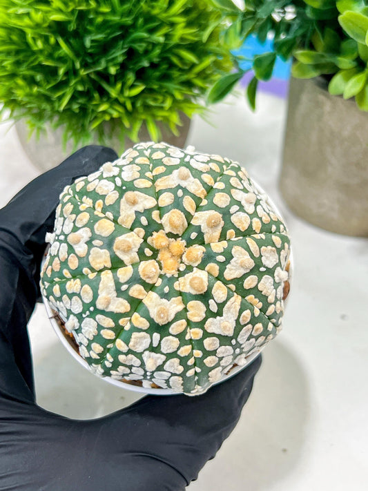 Custom Order- We’ll send you the exact live plant pictured (T4) (y4) | Vegas Plant Shop | 3" Pot