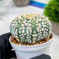 Custom Order- We’ll send you the exact live plant pictured (T4) (y4) | Vegas Plant Shop | 3" Pot