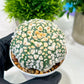 Custom Order- We’ll send you the exact live plant pictured (T4) (y4) | Vegas Plant Shop | 3" Pot