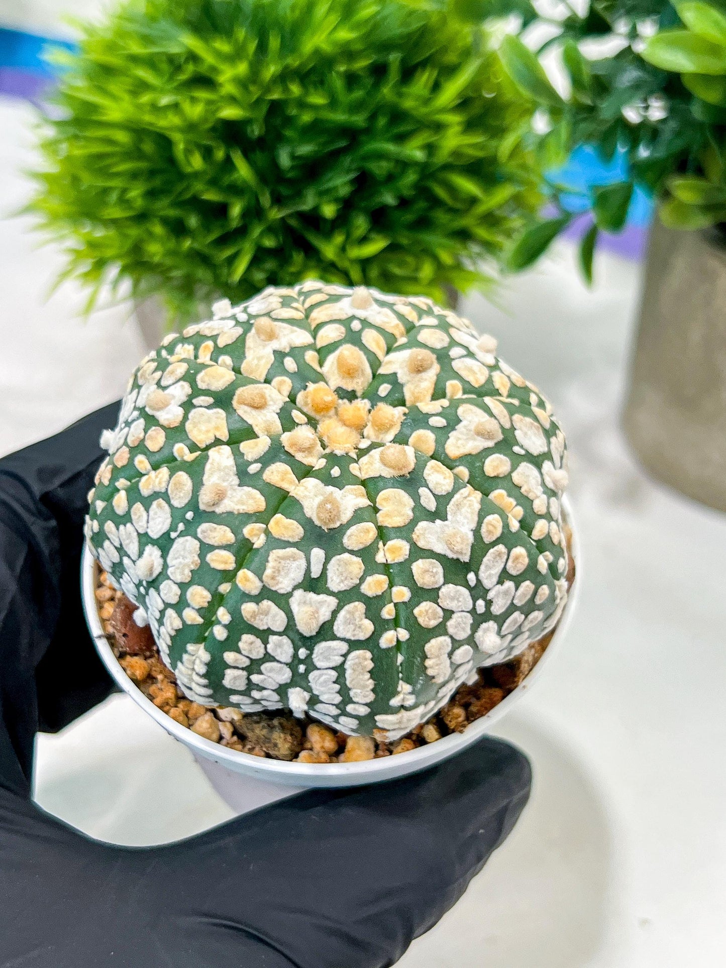 Custom Order- We’ll send you the exact live plant pictured (T4) (y4) | Vegas Plant Shop | 3" Pot