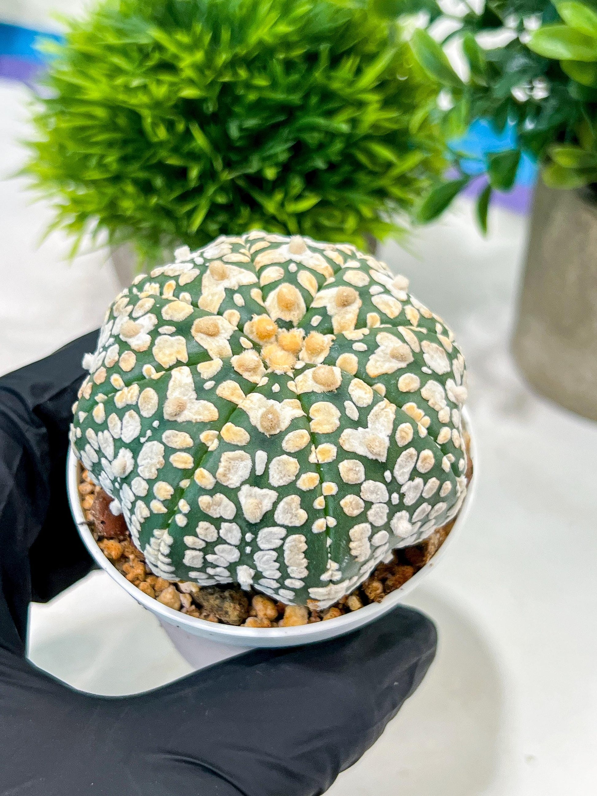 Custom Order- We’ll send you the exact live plant pictured (T4) (y4) | Vegas Plant Shop | 3" Pot