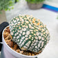 Custom Order- We’ll send you the exact live plant pictured (T4) (y4) | Vegas Plant Shop | 3" Pot