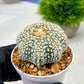 Custom Order- We’ll send you the exact live plant pictured (T4) (y5) | USA Plant SHOP | 3" Pot