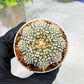 Custom Order- We’ll send you the exact live plant pictured (T4) (y5) | USA Plant SHOP | 3" Pot