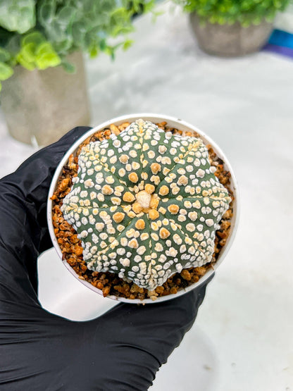 Custom Order- We’ll send you the exact live plant pictured (T4) (y5) | USA Plant SHOP | 3" Pot