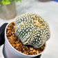 Custom Order- We’ll send you the exact live plant pictured (T4) (y5) | USA Plant SHOP | 3" Pot