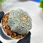 Custom Order- We’ll send you the exact live plant pictured (T4) (Y6) | Ship from USA | 3" Pot