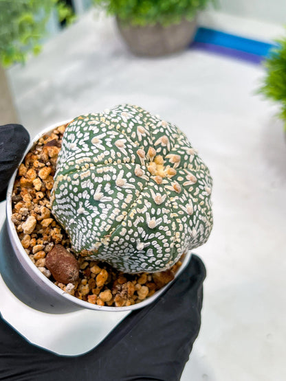 Custom Order- We’ll send you the exact live plant pictured (T4) (Y6) | Ship from USA | 3" Pot