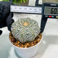 Custom Order- We’ll send you the exact live plant pictured (T4) (Y6) | Ship from USA | 3" Pot