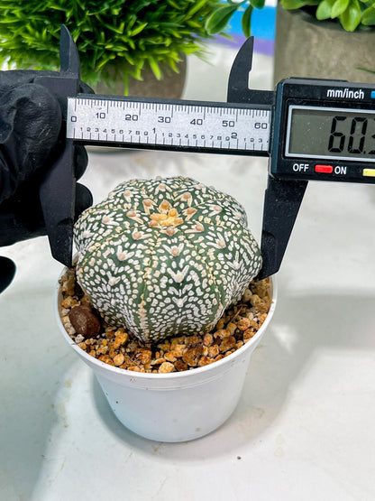 Custom Order- We’ll send you the exact live plant pictured (T4) (Y6) | Ship from USA | 3" Pot