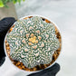 Custom Order- We’ll send you the exact live plant pictured (T4) (Y6) | Ship from USA | 3" Pot