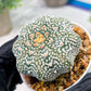 Custom Order- We’ll send you the exact live plant pictured (T4) (Y6) | Ship from USA | 3" Pot