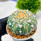 Custom Order- We’ll send you the exact live plant pictured (T4) (y7) | Las Vegas Seller | 3" Pot